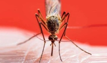 Sivrisineklerin neden olduğu 'zika virüsü'ne ilişkin kritik uyarı