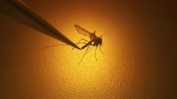 Sivrisineklerin Üremesini Engellemek Mümkün Olabilir