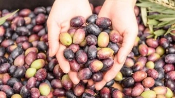 Sofralık zeytin ihracatı döviz bazında yüzde 52 arttı