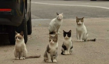 Sokak kedilerinde ’Korona’ vakaları: 'İkinci kedi sahibi olmak isteyenler dikkat etsin'
