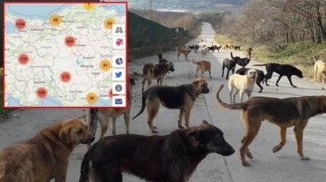 Sokakta yaşayan köpekleri hedef gösteren uygulama Türkiye'yi ayağa kaldırdı