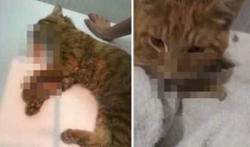 Son 1 ay içinde 4'üncü olay: 'Çamaşır suyu ile kedi ölümü' iddiasına inceleme