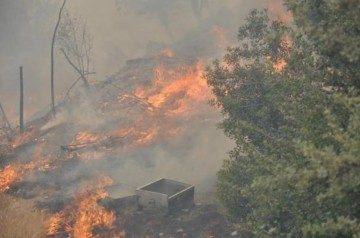 Son Dakika: Datça'da orman yangını! Alevler eve sıçradı, bölge tahliye ediliyor