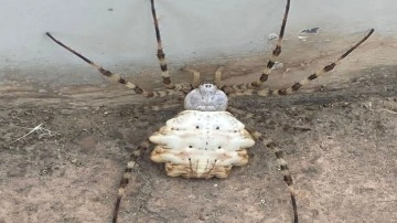Son olarak Tokat'ta görülmüştü! O örümcekle ilgili zmanlardan vatandaşları rahatlatan açıklama