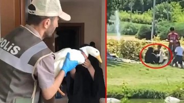 Sosyal medyada gündem olan ördekler Ankara'da koruma altına alındı