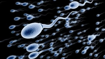 Sperm Hızı Ultrason Teknikleriyle Artırılabiliyor - Webtekno