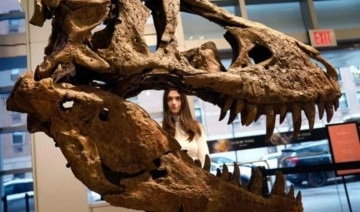 T-Rex kafatası açık artırmada 6 milyon dolara satıldı