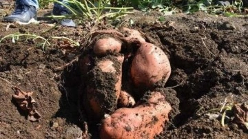 'Tatlı patates' artık Muğla'da da üretiliyor! Çok talep görüyor