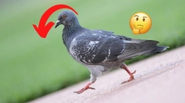 Tavuk, Güvercin Gibi Kuşlar Neden Kafa Sallayarak Yürür?