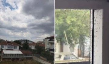 Tekirdağ Muratlı'da iki gündür aralıksız kör sinek yağmuru