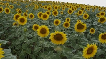 Tekirdağ'dan Rusya'ya yerli hibrit ayçiçeği tohumu ihracatı