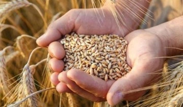 TMO ithalata doymuyor: Yüz binlerce ton buğday ithal edilecek