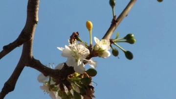 Tokat'ta sıcak hava erik ağacını aldattı, sonbaharda çiçek açtı