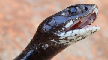 Topraktan uyanan yılan, ilginç yerde ortaya çıktı! Tek ısırığı 20 kişiye kefen diktiriyor
