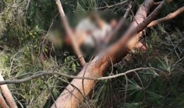 Trabzon'da üzerine ağaç devrilen kişi öldü
