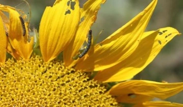 Trakya'da ayçiçeği tarlalarında 'çayır tırtılı' istilası: 'Verdiği zarar çok büy