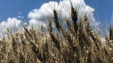 Trakya'da bahar yağmurları buğdayda yüksek rekolte beklentisini artırdı