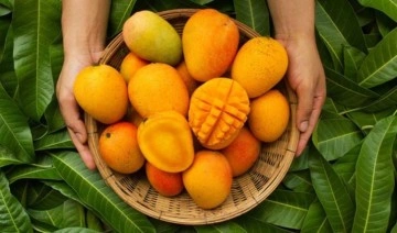 Tropikal meyve ihracatı yılın ilk yarısında 7 milyon doları aştı