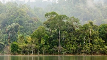 Tropikal orman bitkisi özellikleri neler? Tropikal orman bitkisi nerede görülür?