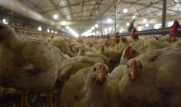 TÜİK açıkladı: Tavuk eti üretimi aylık bazda düştü