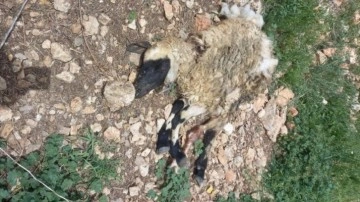 Tunceli'de sürüye saldıran kurt, çok sayıda koyunu telef etti