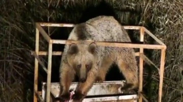 Tunceli'de anne ve yavru ayılar yiyecek bulmak için şehre indi