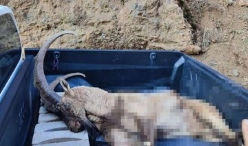 Tunceli'de koruma altındaki dağ keçisi vurularak öldürüldü