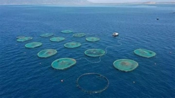 Türk balık üreticisine uluslararası yatırım
