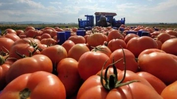 Türkiye bu yılın ilk yarısında 1,69 milyar dolarlık yaş meyve sebze ihraç etti!