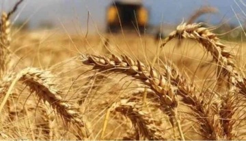 Türkiye Venezuela’da buğday üretecek
