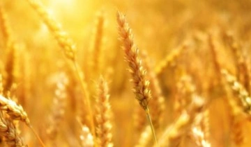 Türkiye yine buğday ithal ediyor: 495 bin ton buğday alımı yapılacak