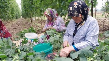 Türkiye’de sadece Bilecik’te yetişen şerbetçi otunun hasadı başladı