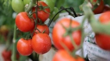 Türkiye'den 247 milyon 998 bin dolarlık domates ihracatı