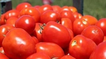 Türkiye'den kilosu 2 euroya domates alacaklar