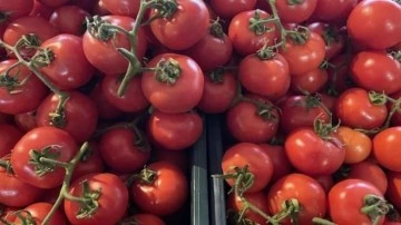 Türkiye'nin domates ihracatı 2023'te yüzde 42 arttı