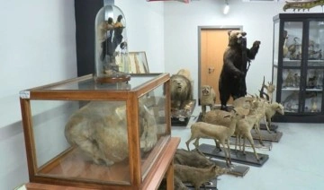 Türkiye'nin ilk zooloji müzesi 7 yıl sonra yeniden açılıyor