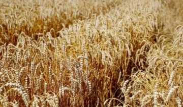Ukrayna'dan tahıl sevkiyatı açıklaması: Limanlar açılmazsa, sevkiyat iki yılı bulabilir
