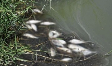 'Ulusal öneme haiz sulak alan' ilan edilen gölde balık ölümleri