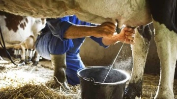 Ulusal Süt Konseyi, çiğ süt tavsiye fiyatını güncelledi