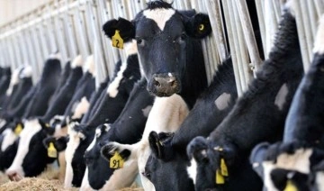 Ulusal Süt Konseyi'nin fiyat artırmamasına üreticiler isyan etti