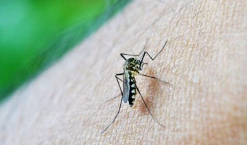 Uzmanından sivrisineklerden korunmanın 'doğal' yolları