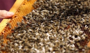 Uzmanlardan arıların ilkbahar bakımı için ‘kritik’ uyarı