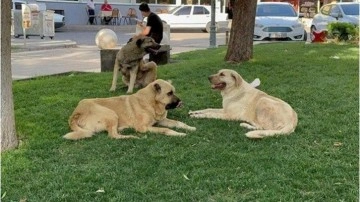 Valilik, sokak köpekleri için belediyelere yazı gönderdi