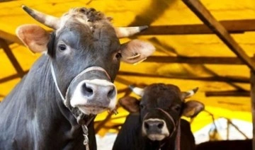 Van'da hayvan pazarı şap hastalığı nedeniyle 15 günlüğüne kapatıldı