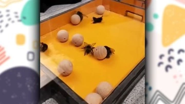 Yaban Arıları da İnsanlar Gibi Oyun Oynuyor!