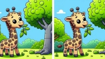 Yalnızca dikkatli ve odaklanmış olan kişiler zürafa resimleri arasındaki üç farkı bulabilir