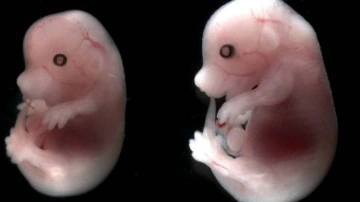 Yapay Fare Embriyosu, İlk Kez Rahim Dışında Büyütüldü