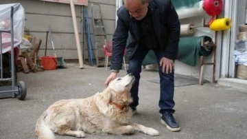 Yargıtay'dan emsal niteliğinde karar: Köpek sahibine 700 bin lira ceza!