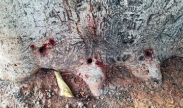 Yarım asırlık ağacı matkapla delip asit enjekte edilmesine ilişkin 3 sanığa dava