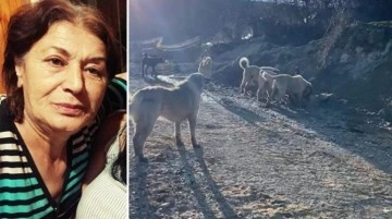 Yer: Ankara! Başıboş köpekler yaşlı kadına saldırdı, köpeğini telef etti